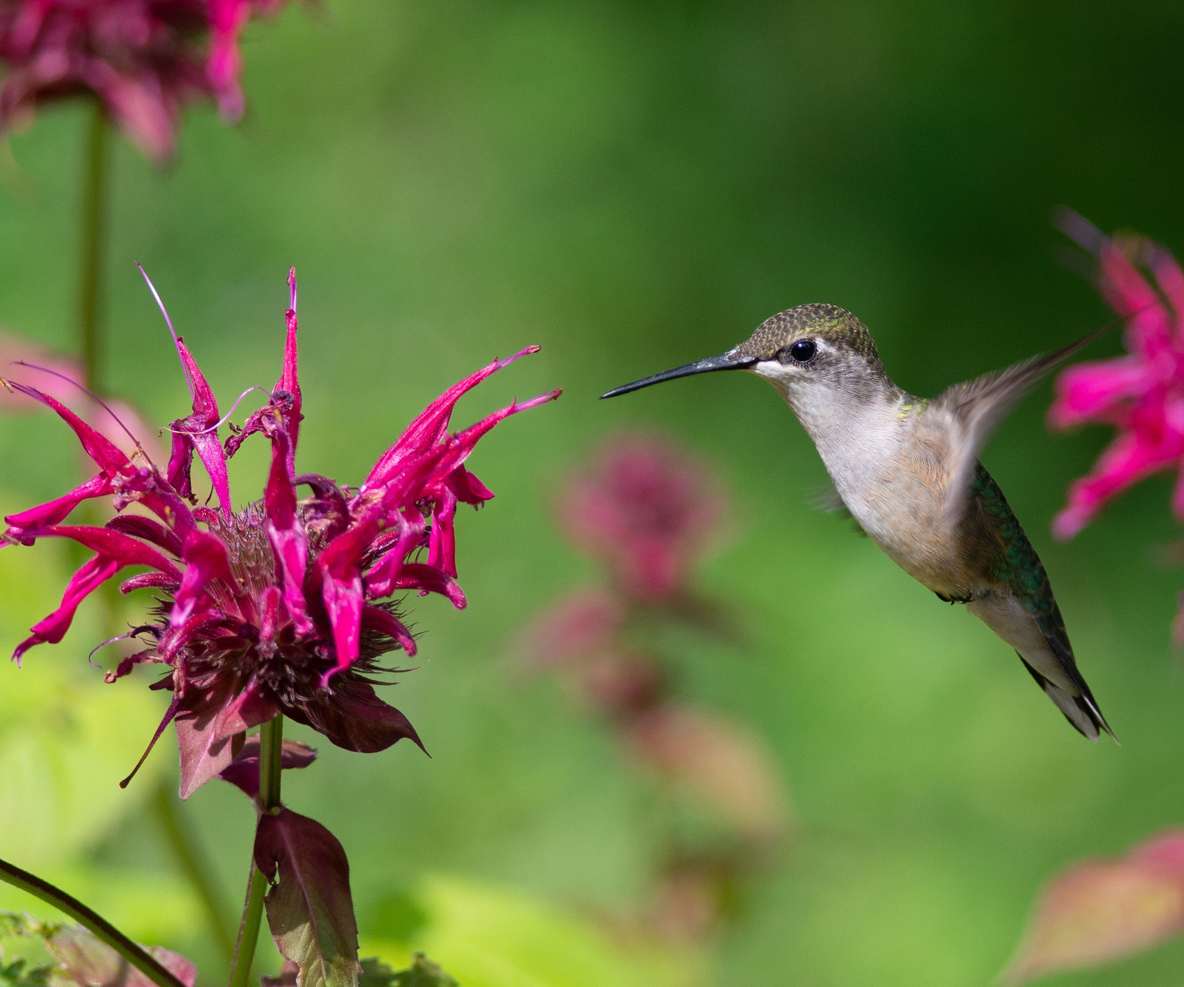 hummingbird visiting monarda with fading flower