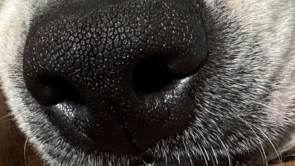 Puppy nose up close and macro