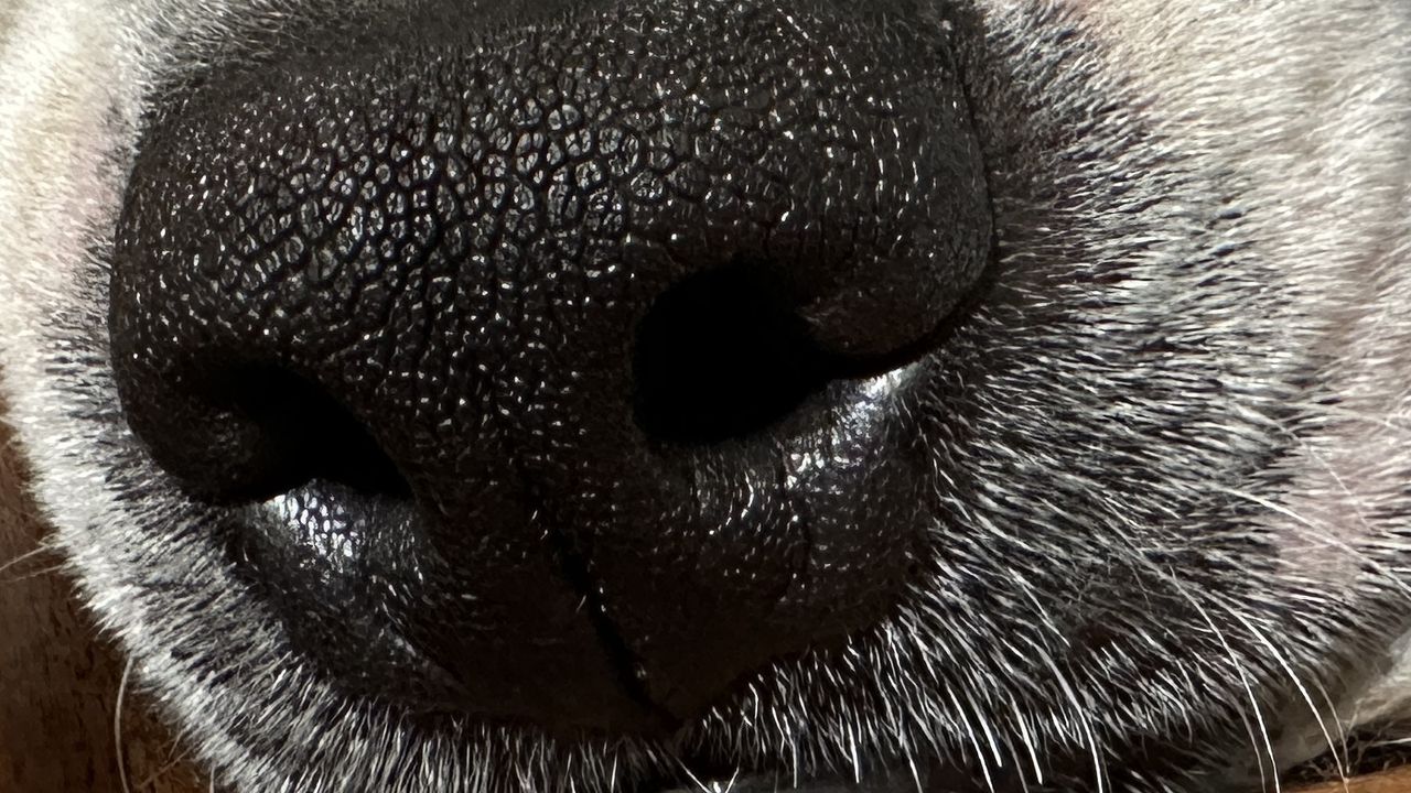 Puppy nose up close and macro