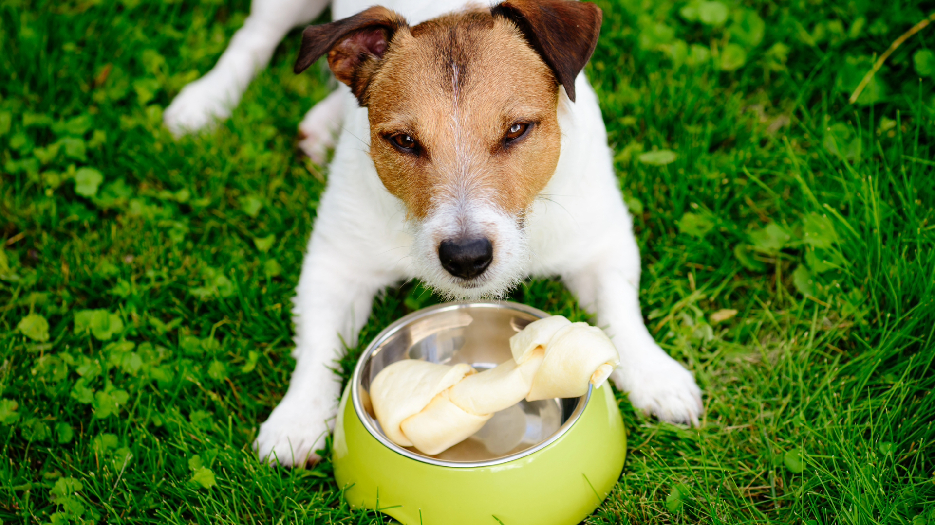 A dog with a rawhide bone in their bowl