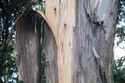 Peeling tree bark