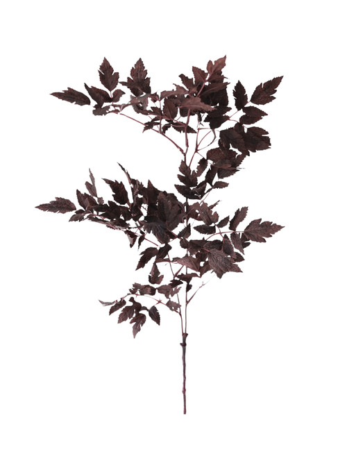 Faux Plum Cimicifuga Ramosa Leaves