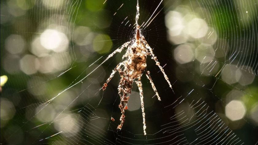 A spider-shaped assemblage of debris in a spiderweb.