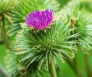 burdock plant in bloom growing wild