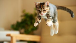 a female domestic calico cat jumping from a chair to catch the green toy