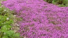 red creeping thyme flowers
