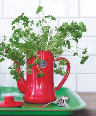 Herbs growing in a red teapot