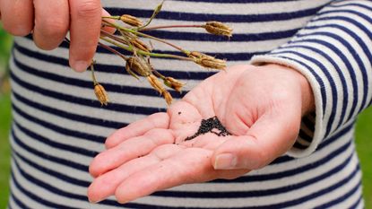 collecting seeds from flowers in a hand