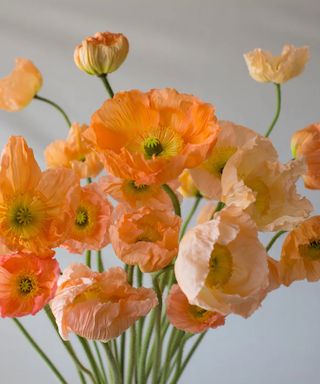 Icelandic poppy ‘Giant Peach’