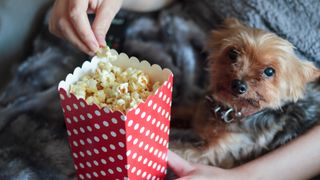 Feeding hotsell dogs popcorn