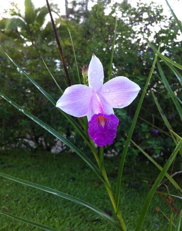 Another type of flower spotted during stage 3