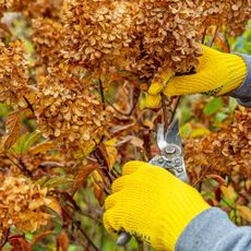 Gardener with yellow gloves prunes hydrangea