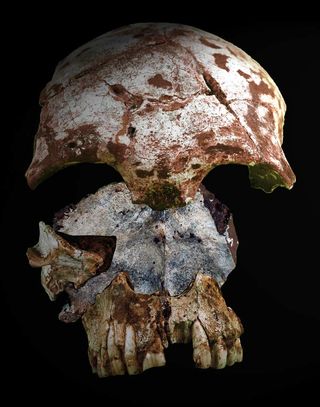 A reconstruction of the human skull discovered in Tam Pa Ling.