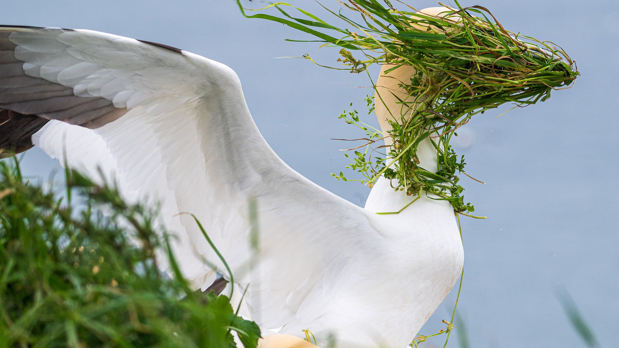 Dammit, Gannet! The funniest wildlife photography competition in the world announces finalists