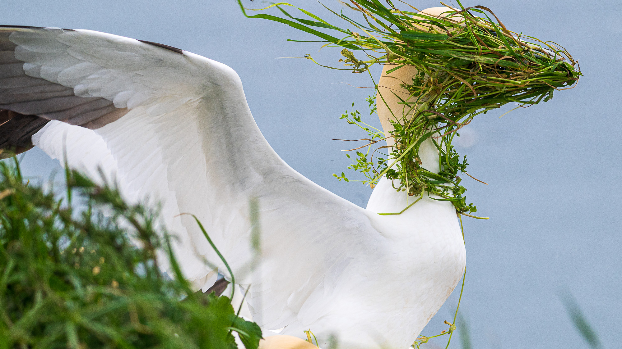 A gannet with a nest of grass and plants on its head stands on a grassy cliff, overlooking a blue ocean