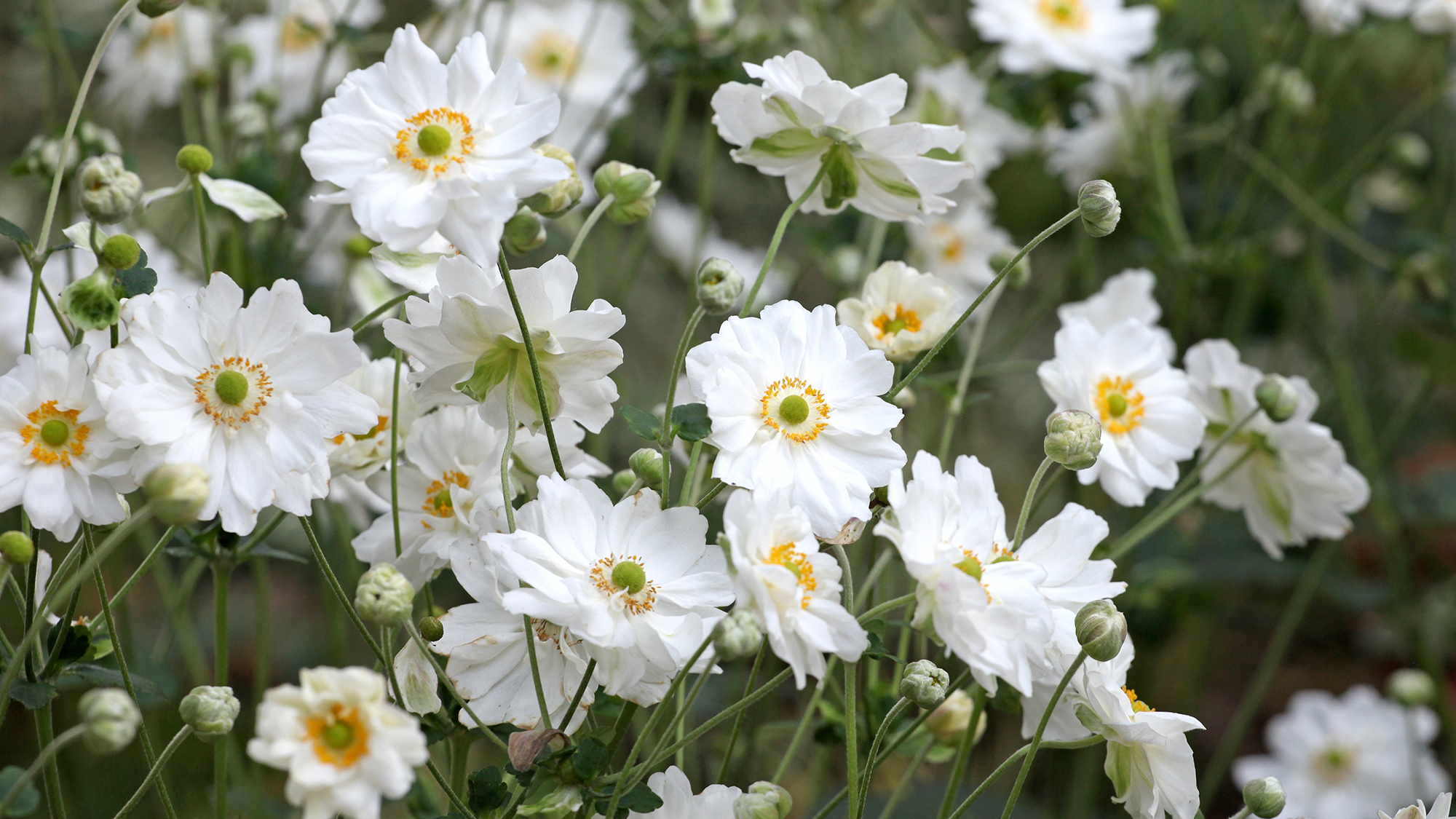 Japanese anemone 'Whirlwind' in flower