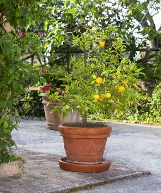 A potted orange tree in an Italian garden