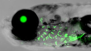 Close-up of a zebrafish with fluorescent green gills showing activity from a human gene control element.