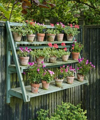 Ornamental plant display shelving stand with pelargoniums hanging on wooden fence
