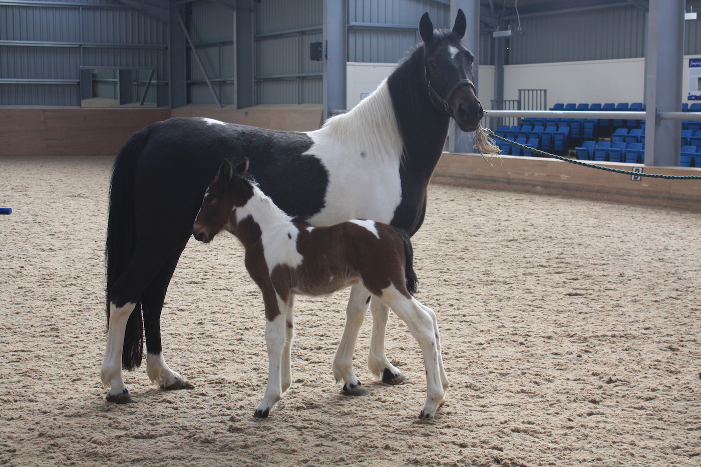 HAPPA colt 2
