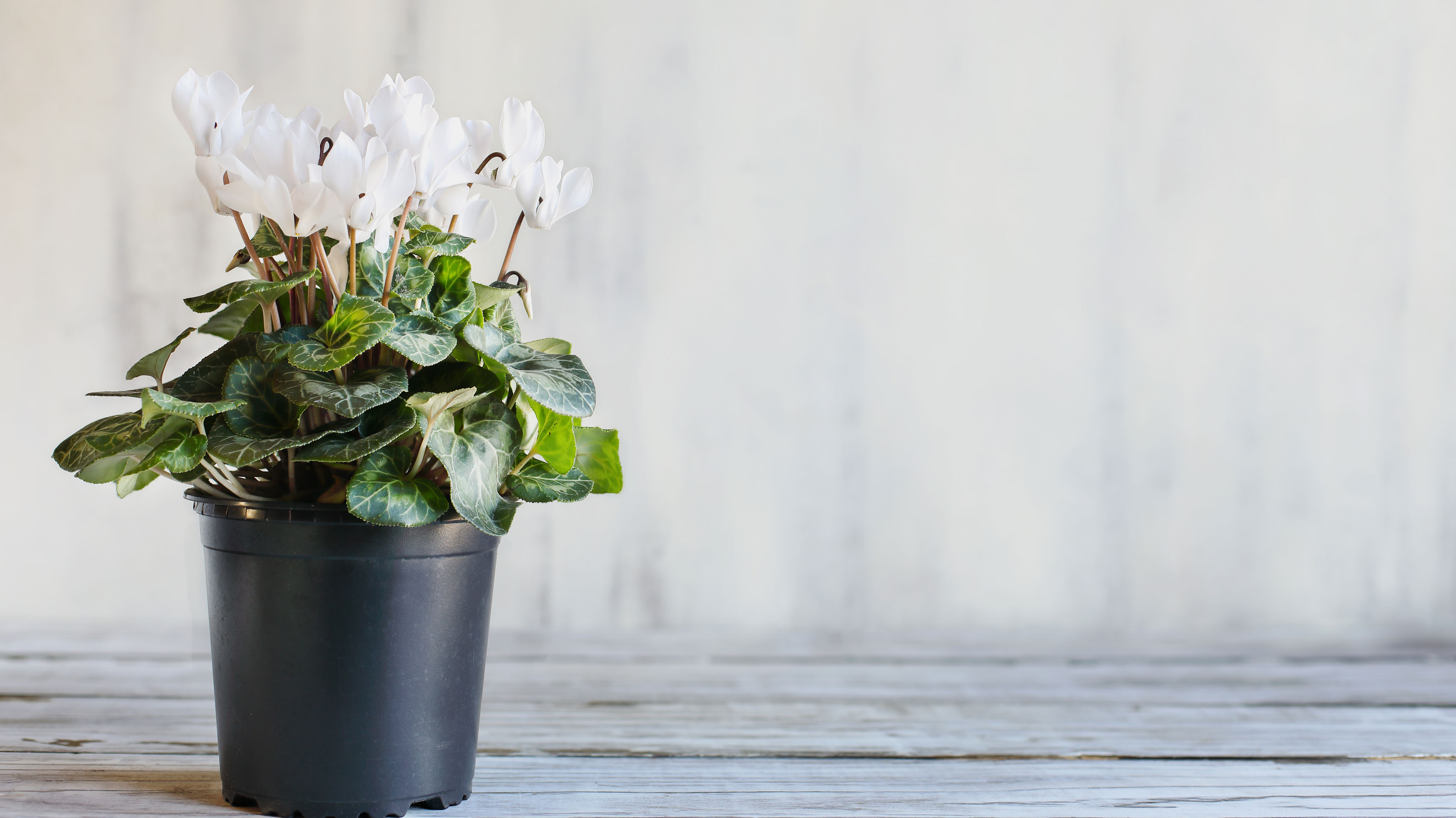 White flowering cyclamen on a table
