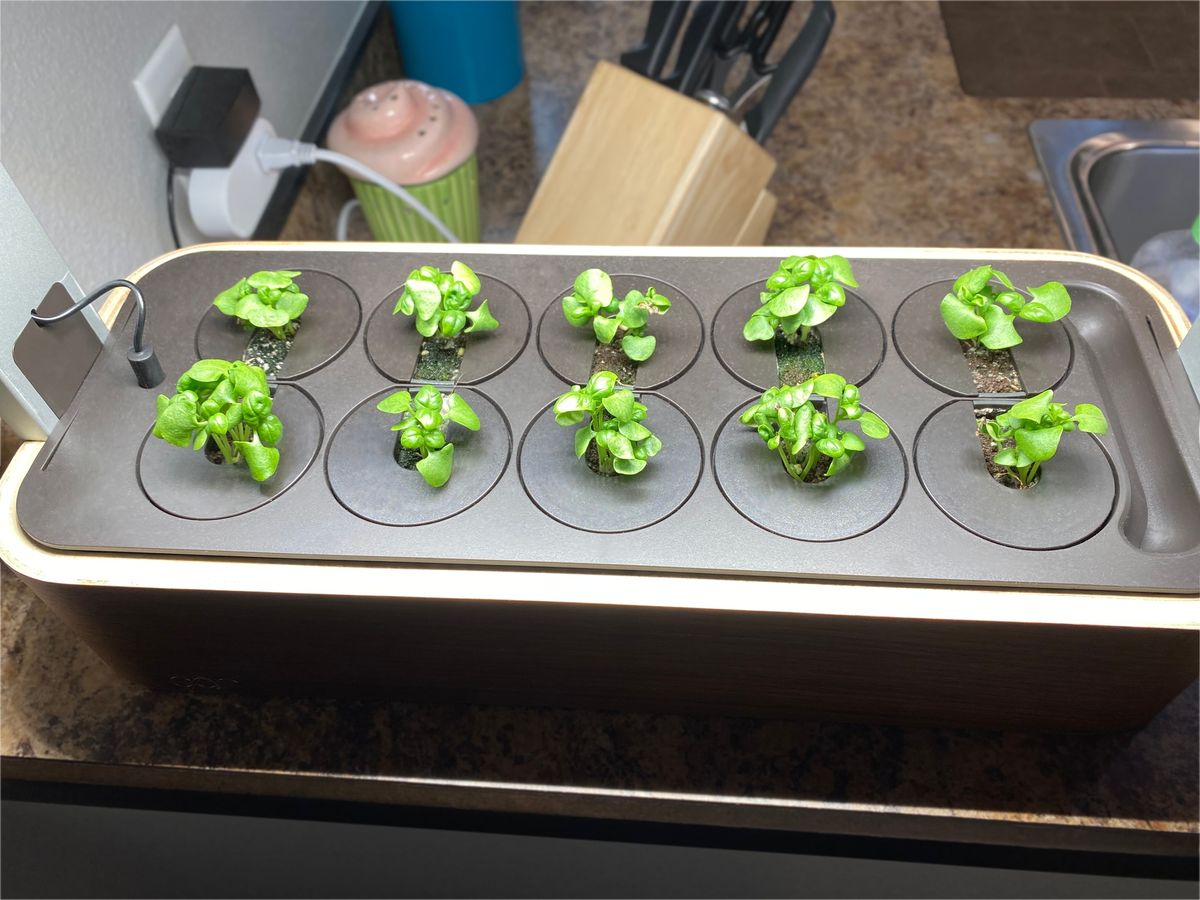 Edn Smallgarden Review Sprouts