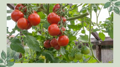 Red and green tomatoes growing on a vine