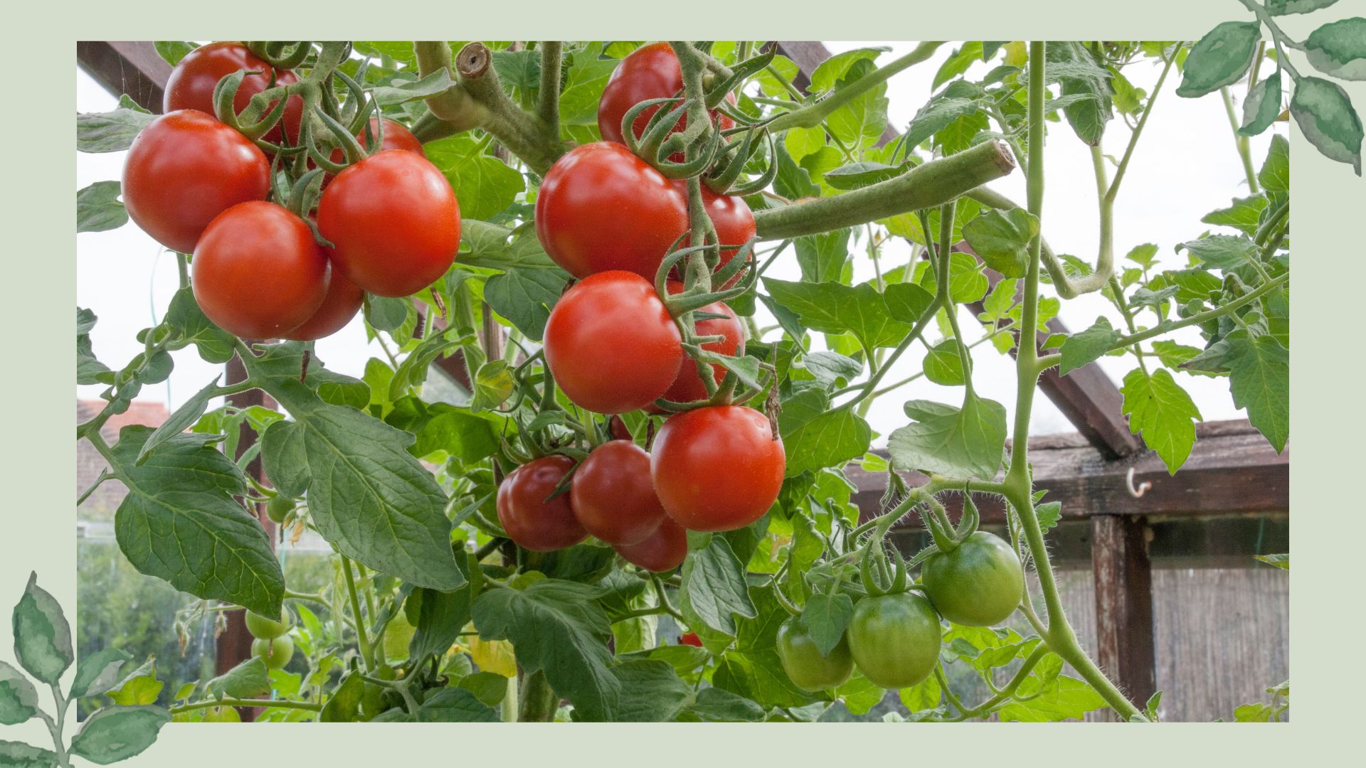 Red and green tomatoes growing on a vine