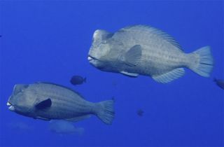 Bumphead parrotfish off Wake Atoll were found to have head-butting bouts on spawning grounds.