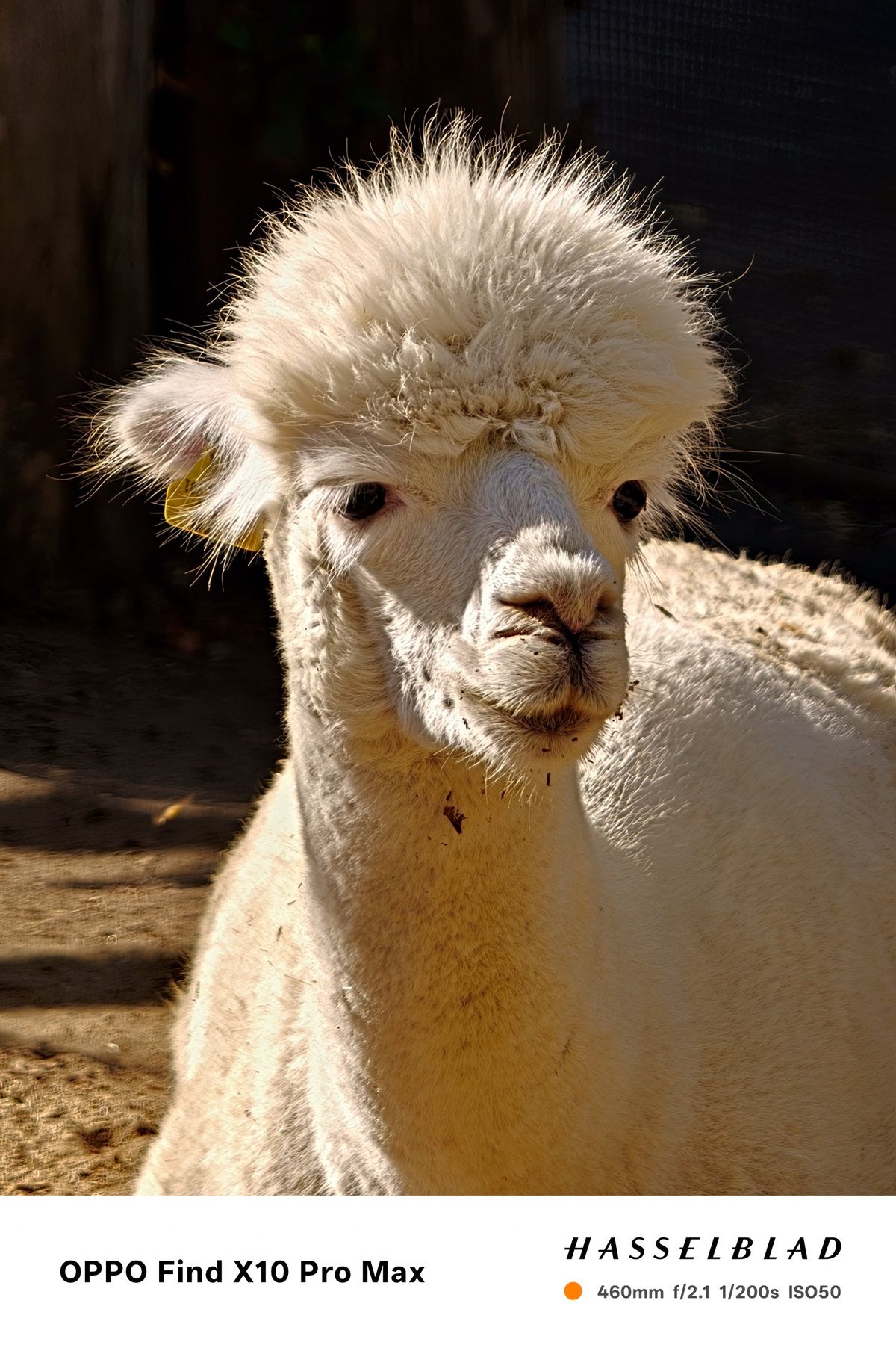 Head-and-shoulders portrait of a white alpaca lit from behind by sunlight.