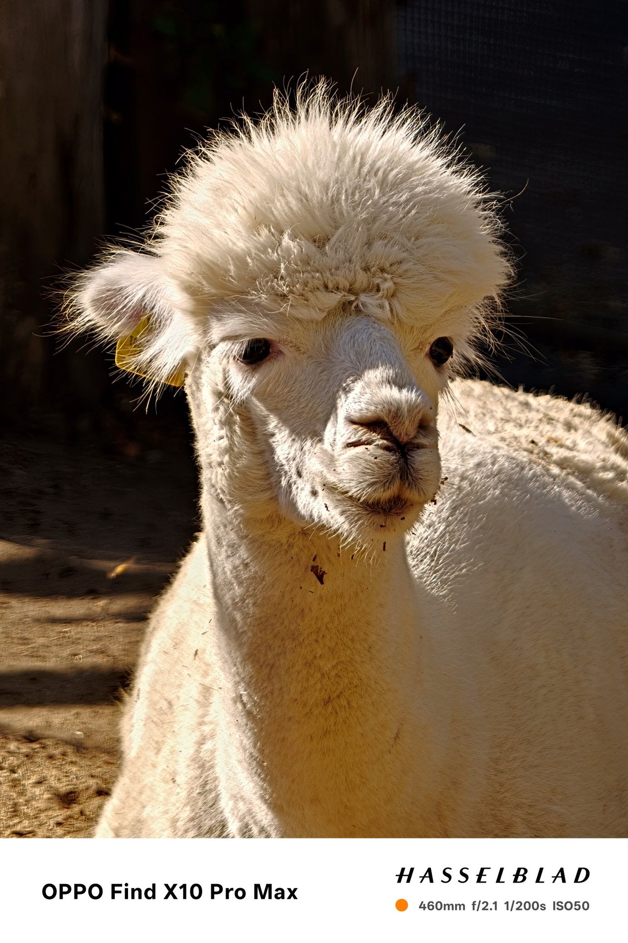 Head-and-shoulders portrait of a white alpaca lit from behind by sunlight.