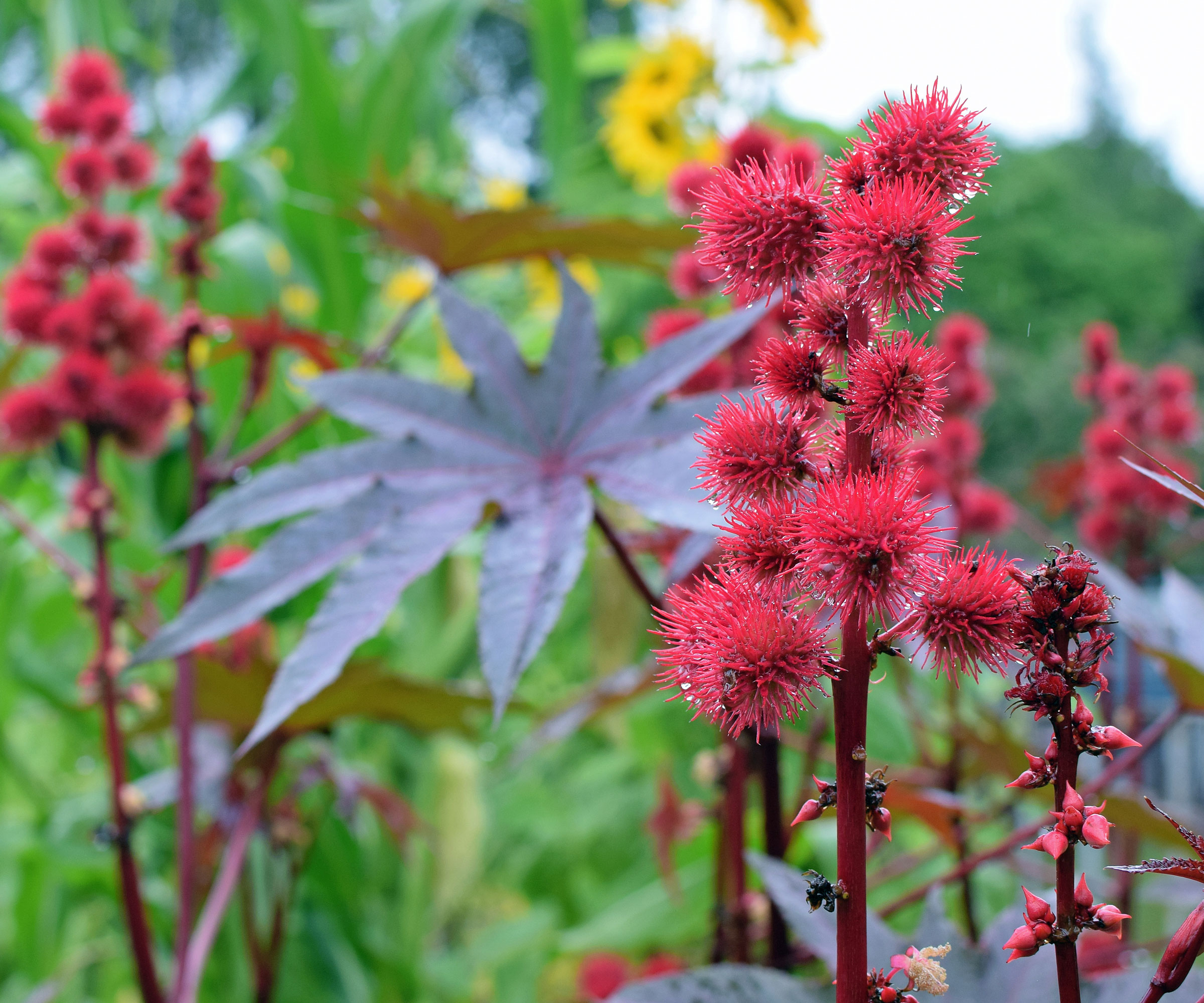 castor bean plant in garden with dark foliage and red fuzzy flower heads
