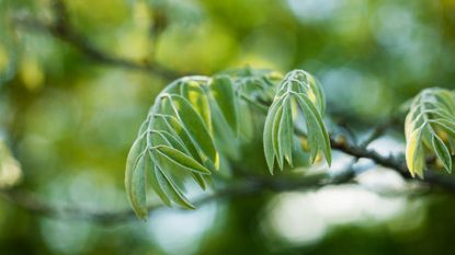 Amur maackia leaves