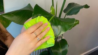 how to clean plant leaves - microfibre cloth used to clean plant leaf