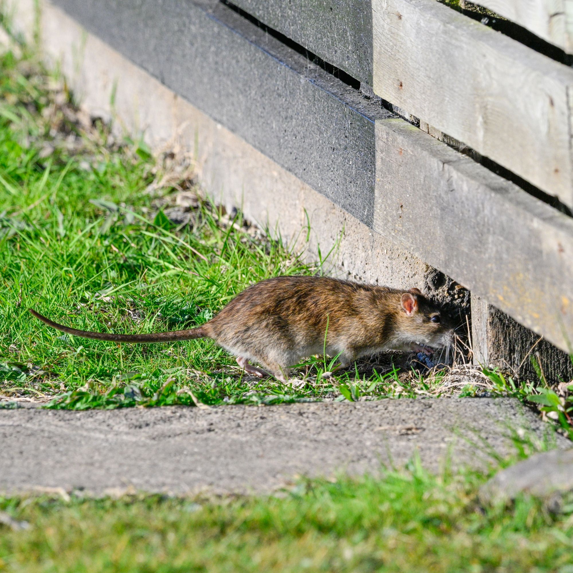 Rat going through a gap in a garden fence