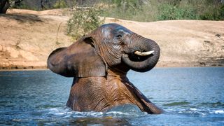 a wet elephant sitting in a river with the bank behind it