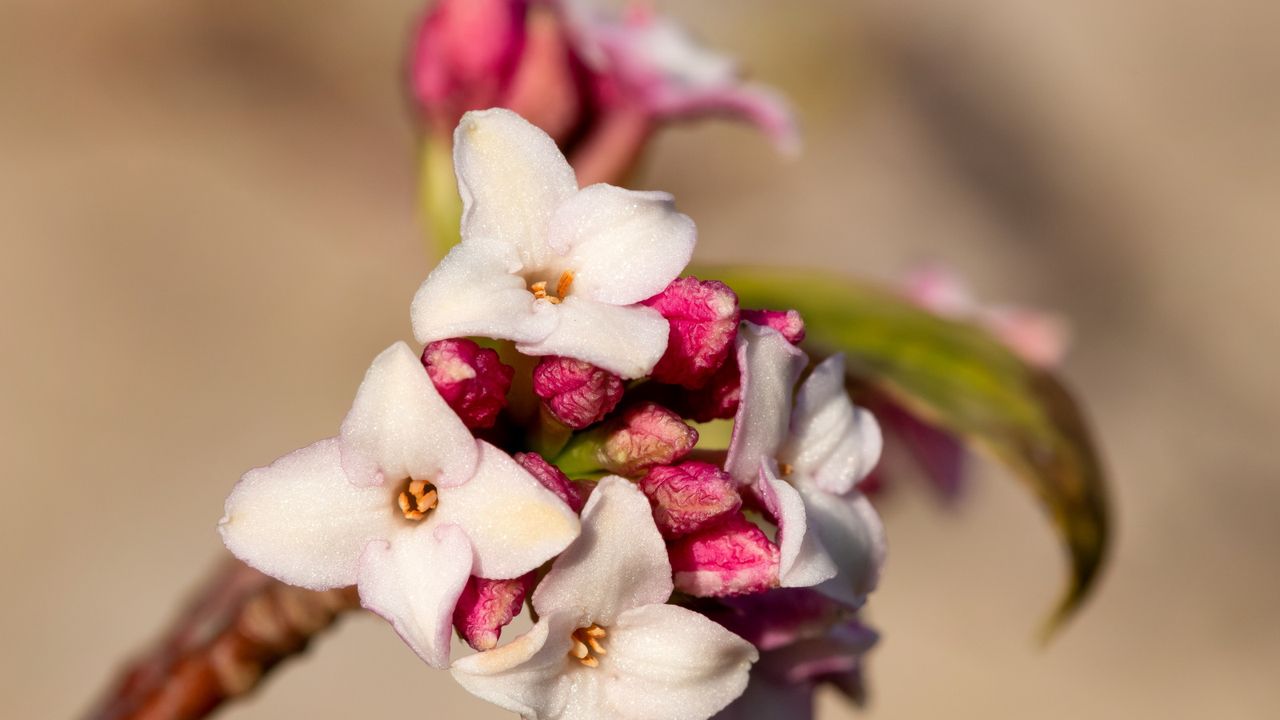 Daphne flowering outside 