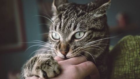 Why Does My Cat Bite Me? 8 Causes And How To Stop It | PetsRadar