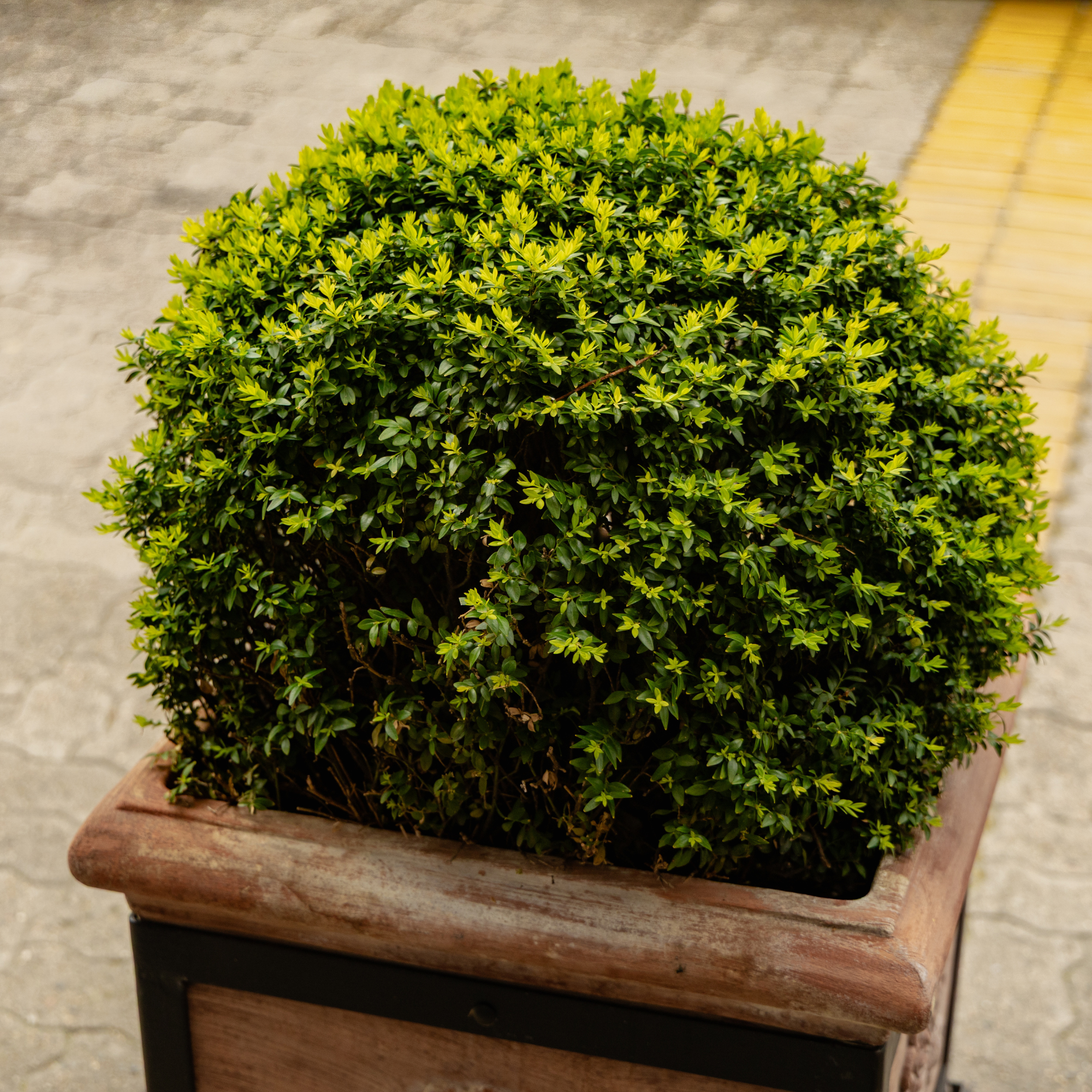 Round Green Shrub Rustic Wooden Planter