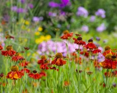 Bold red heleniums stand out against lavender and yellow flowers