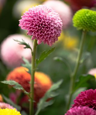 A close-up of a purple mum flower with other mum flowers around it