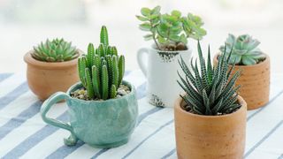 5 pots of succulents sitting on a surface ready to demonstrate how to care for succulents