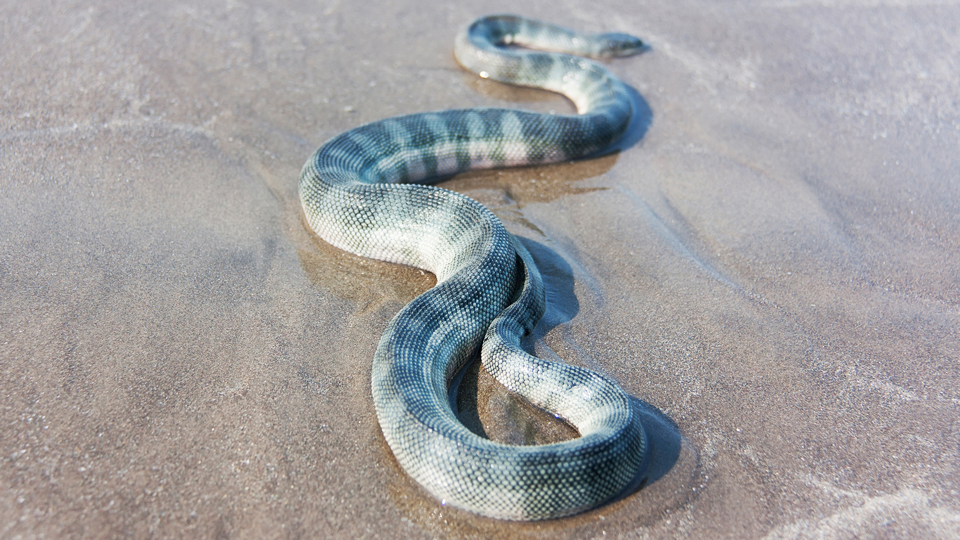 Beaked sea snake on the sand.