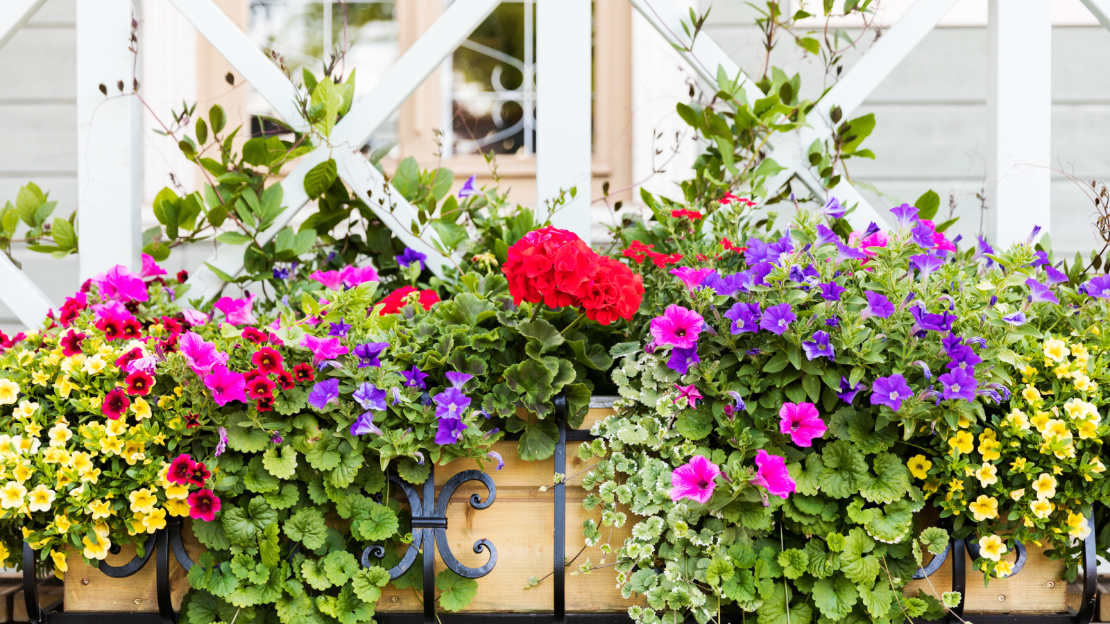 Annuals in a window box container