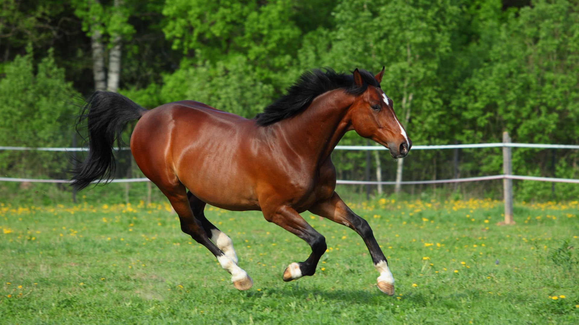 bay horse frolicking in field