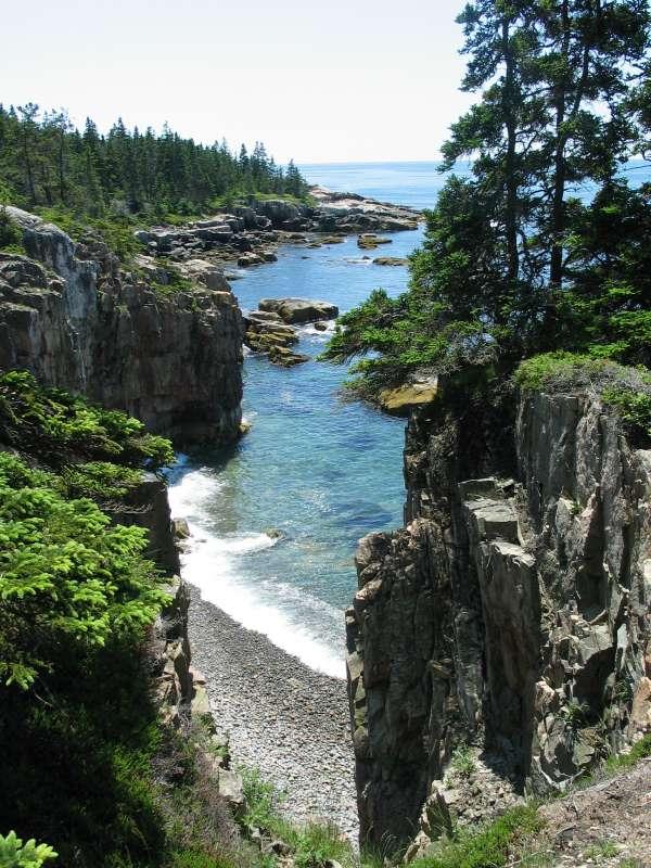 sum-maine-tree