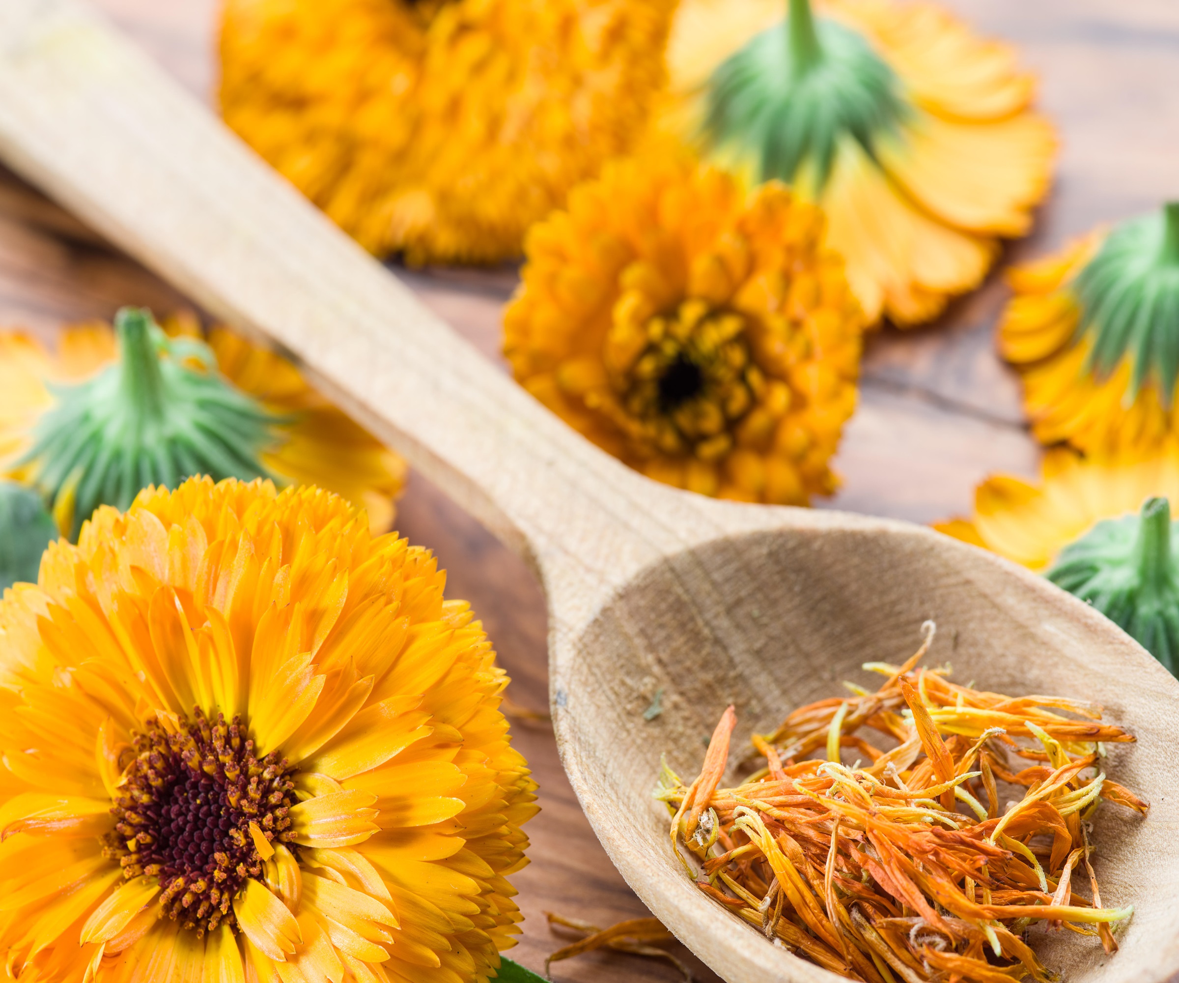 calendula