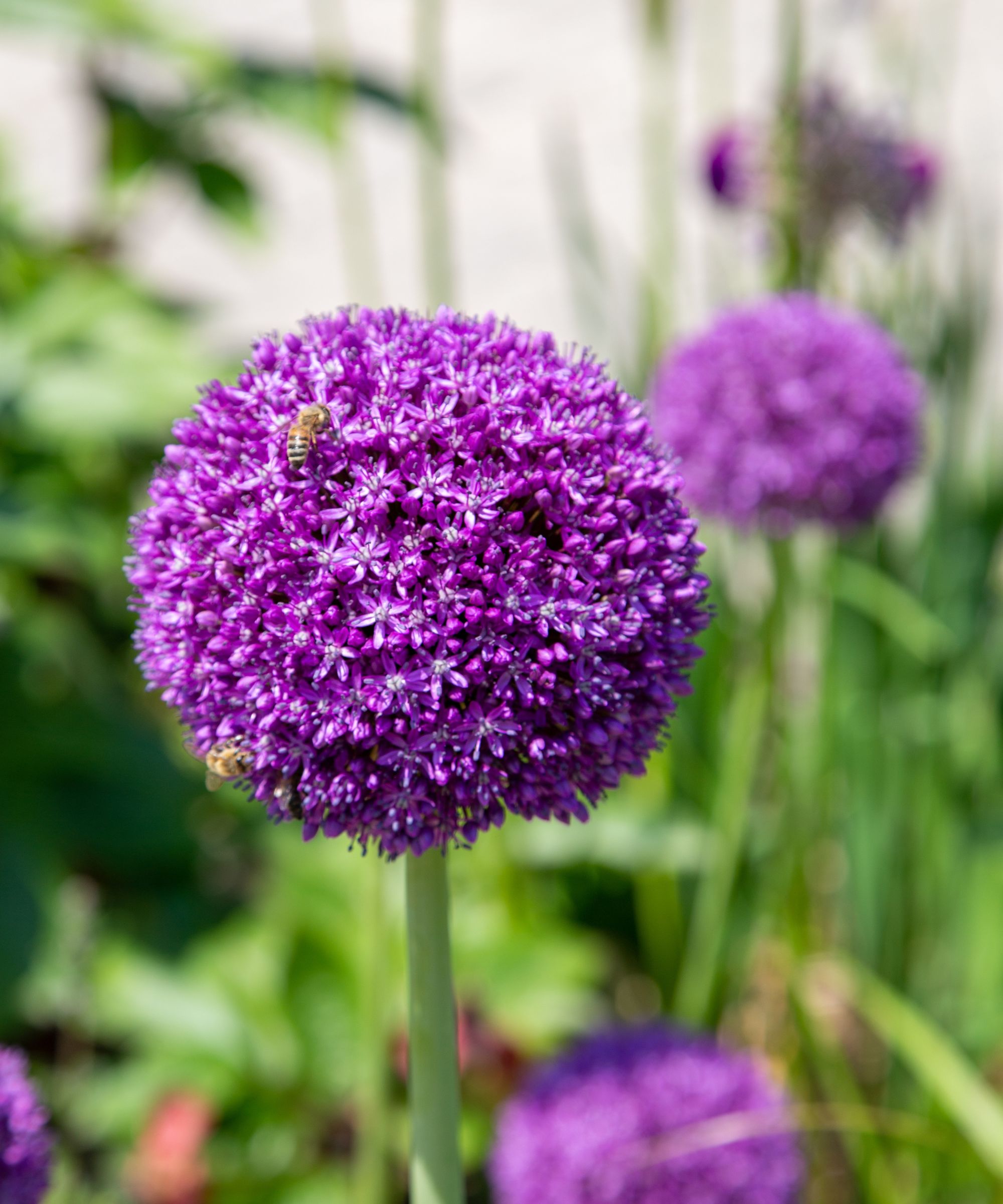 Bee on purple globemaster allium