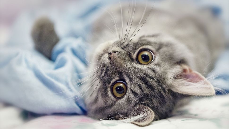 What is the FVRCP vaccine for cats? Vet's guide to uses and side ...