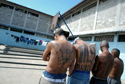 White House doubles down on describing MS-13 as 'animals.'